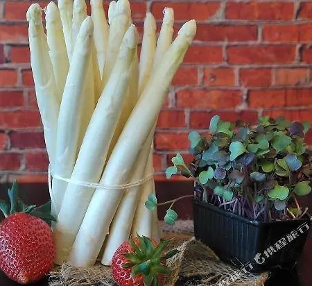 Akzent Deutsche Eiche Ильцен